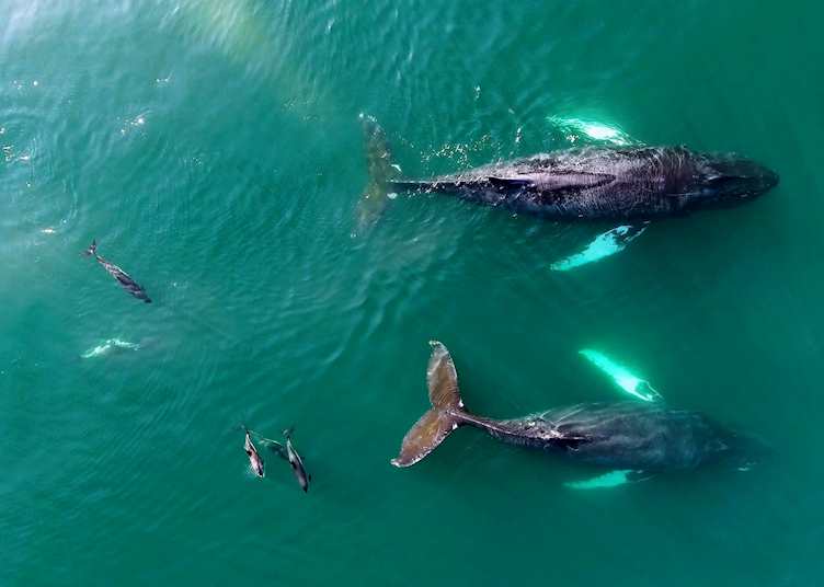 Whales and dolphins, Ingonish