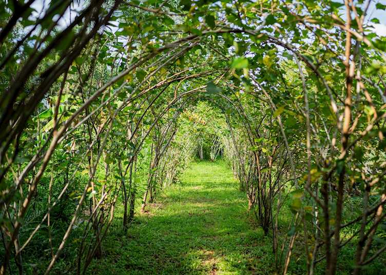 Organic garden at Jampa
