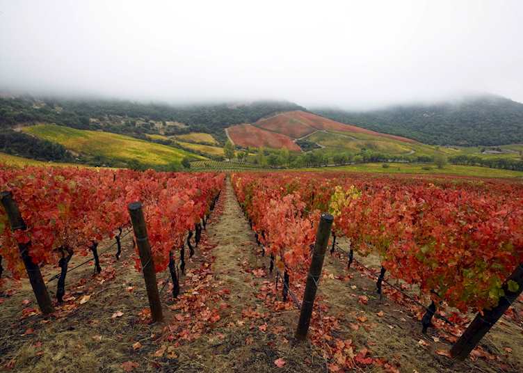 Clos Apalta