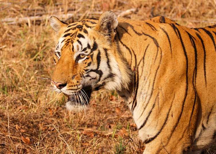 Tiger seen at Tadoba NP