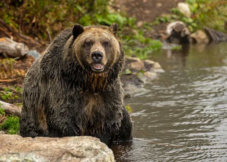 Grizzly bear, Bella Coola