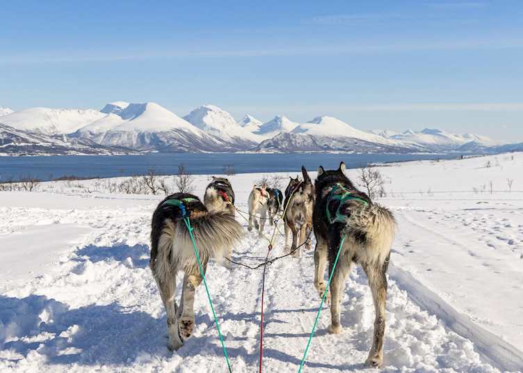 Husky sledding, Tromsø