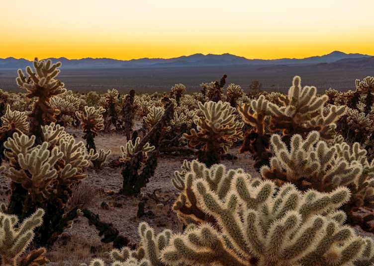 Palm Springs - Joshua Tree
