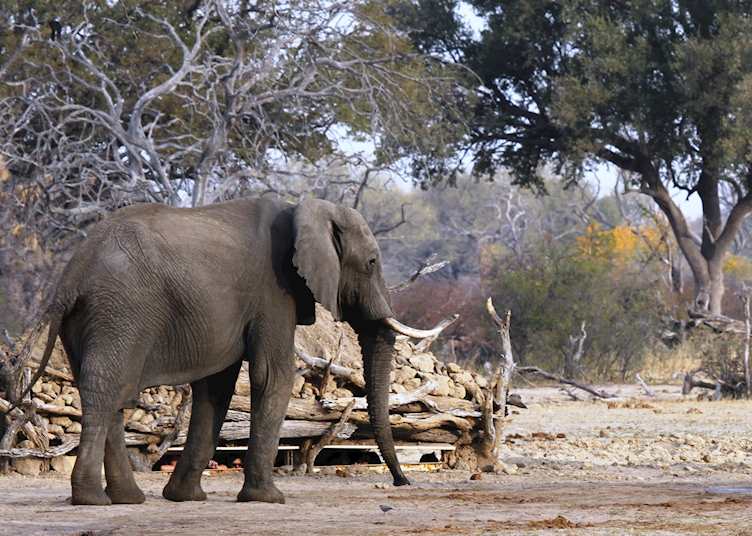 Safari from Bomani Tented Lodge, Hwange National Park