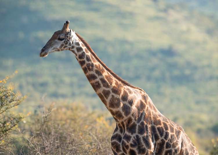 Cape giraffe, Pilanesberg National Park