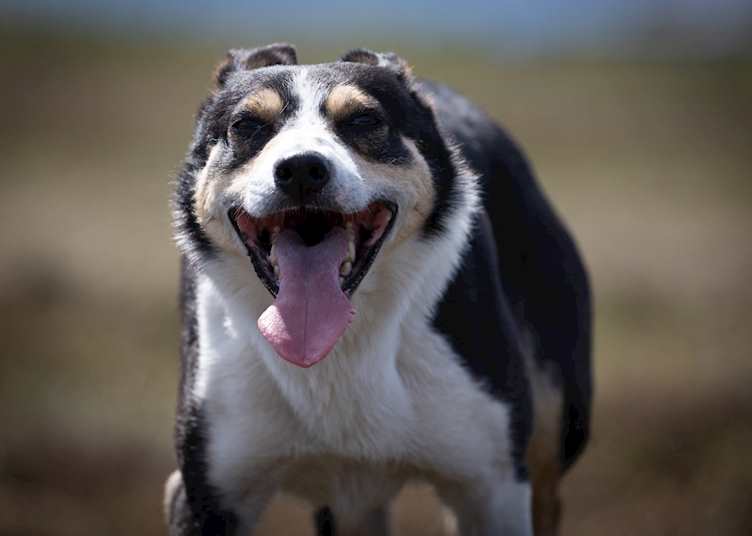 Sheepdog, Shetland Islands