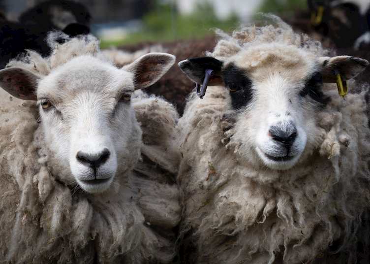 Sheep in Shetland Islands