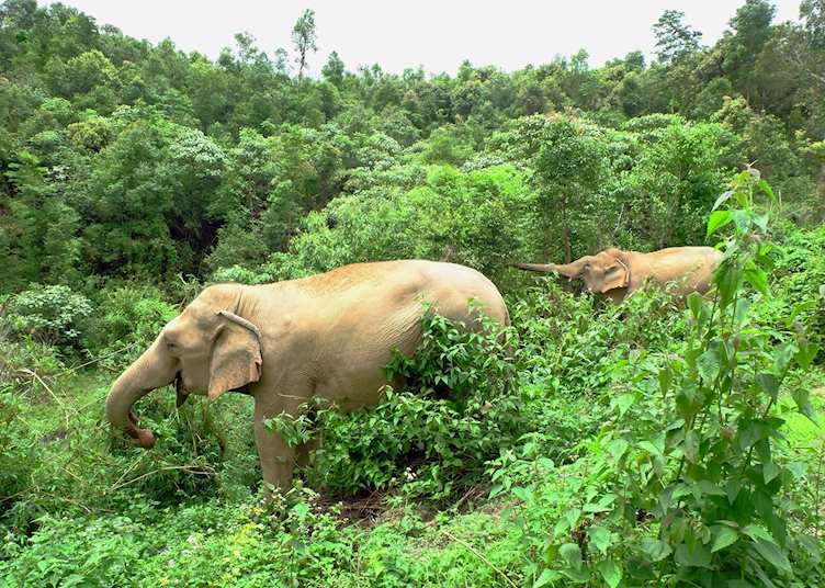 Chang Chill Elephant Sanctuary