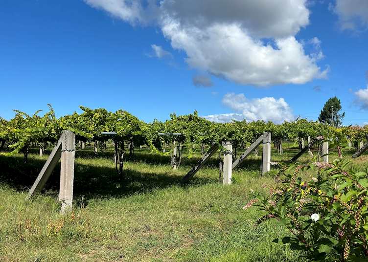 Bodega Adega Eidos, Pontevedra, Galicia, Spain
