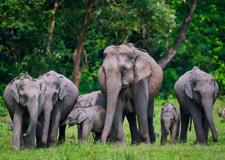 Elephants in Manas National Park