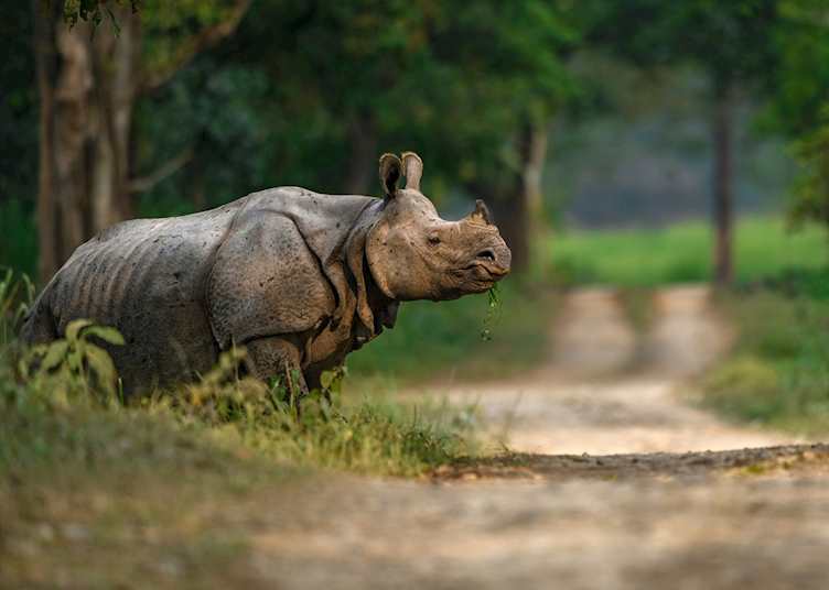 Adult rhino in Kaziranga National Park