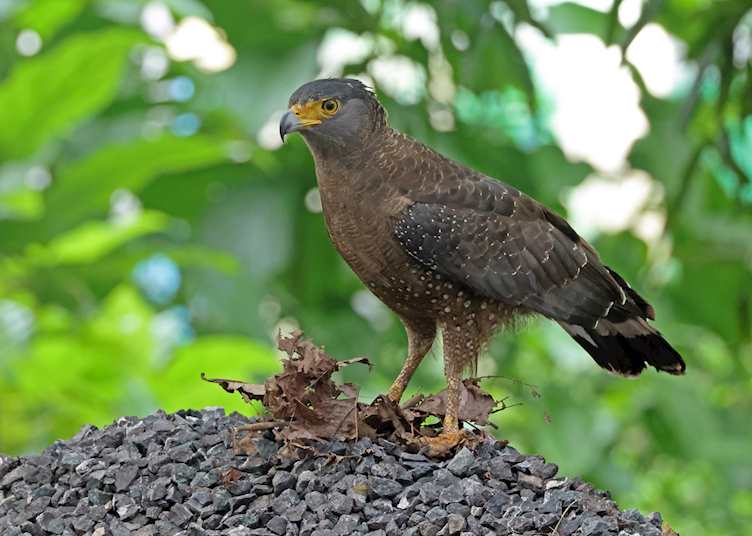 Crested serpent-eagle, Andaman Islands