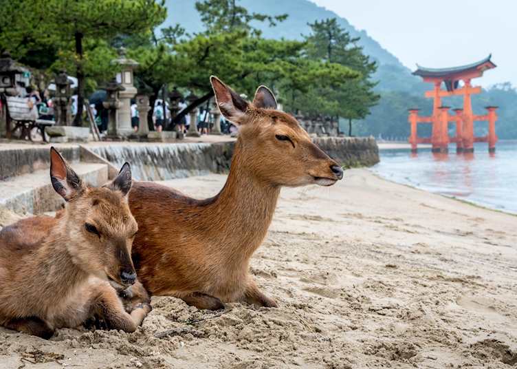 Deer at Miyajima