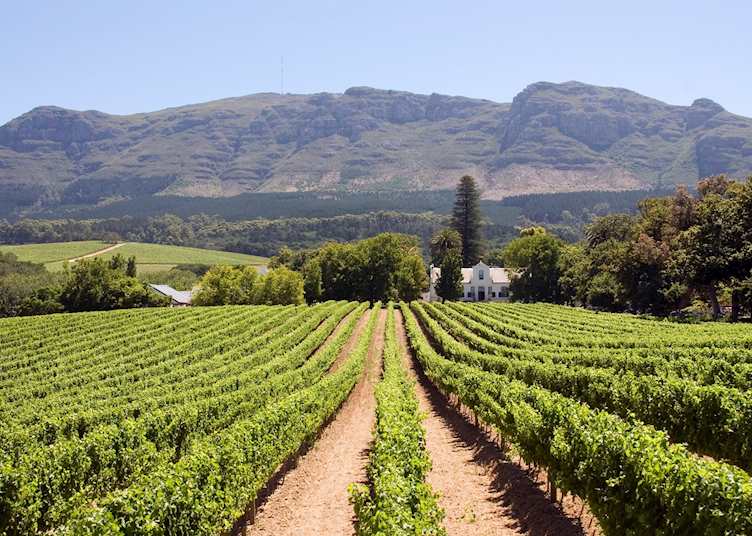 Vineyard in Paarl