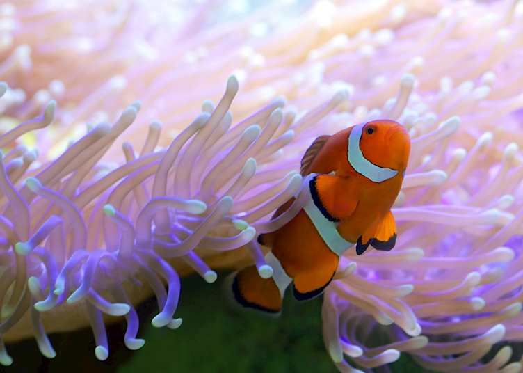 Clownfish in the Whitsundays