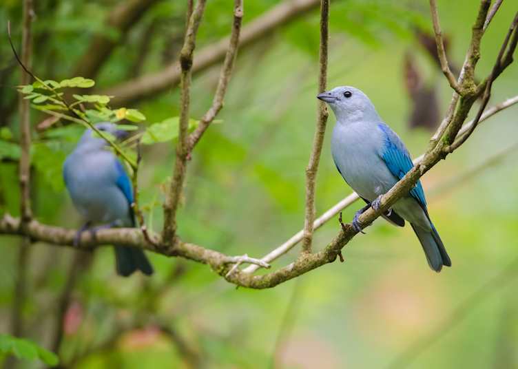 Blue-gray tanagers, Puerto Viejo de Sarapiqui