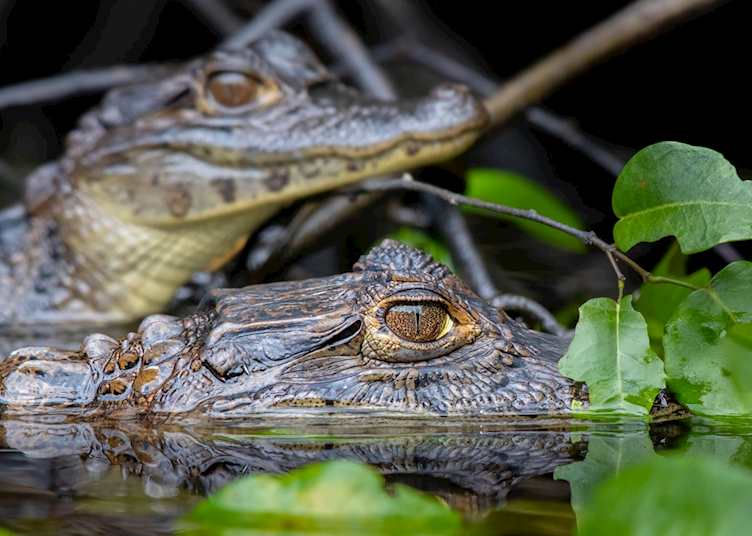 Spectacled caiman, Tortuguero National Park