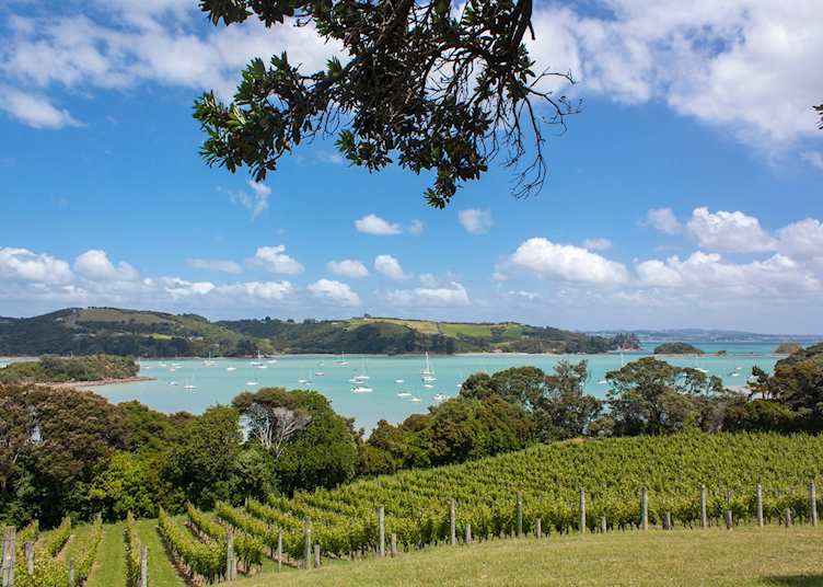 Vineyard on Waiheke Island