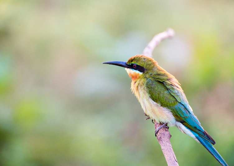 Little bee-eater, Udawalawe National Park