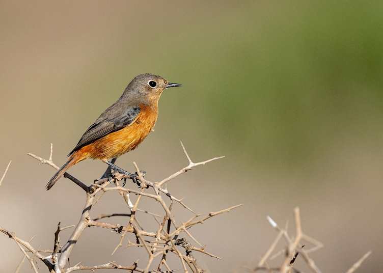 Moussier's redstart in Souss-Massa National Park