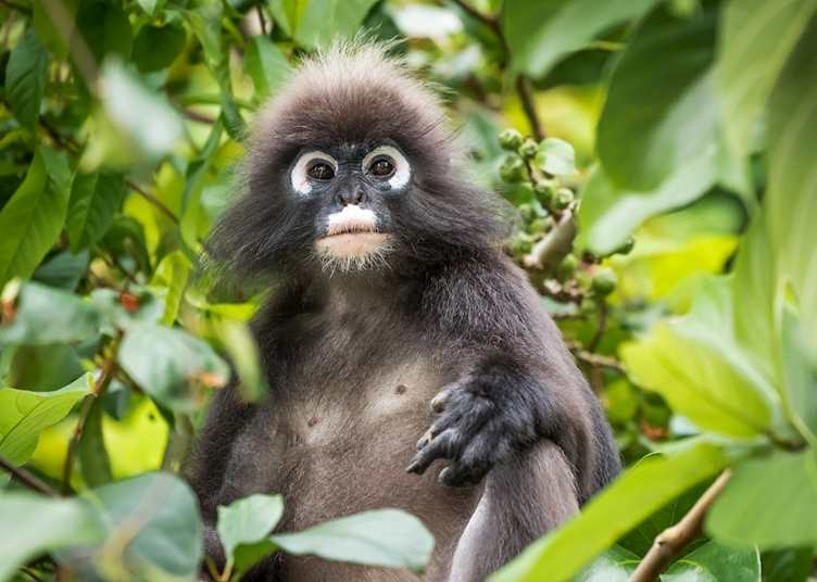 Dusky leaf monkey on Langkawi