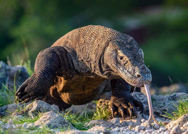 Komodo dragon, Komodo National Park