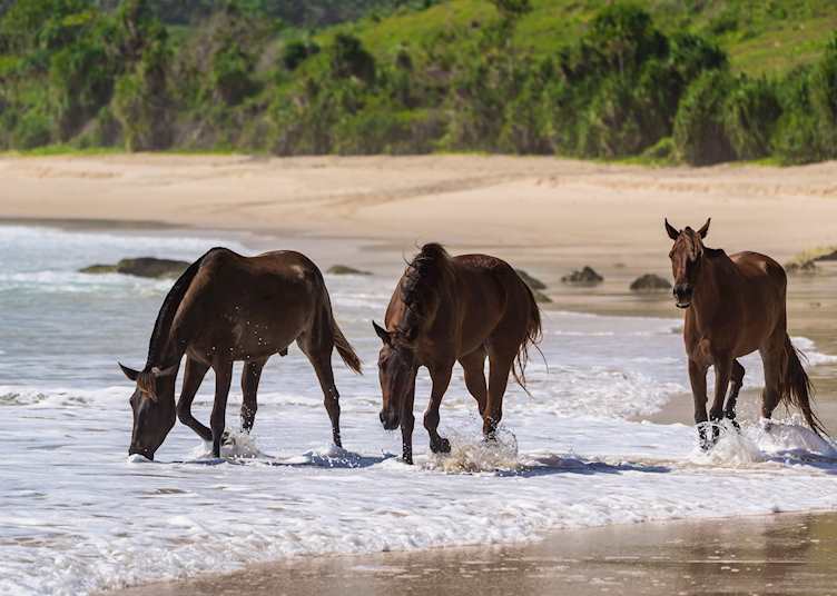 Sumba ponies on the beach, Sumba Island