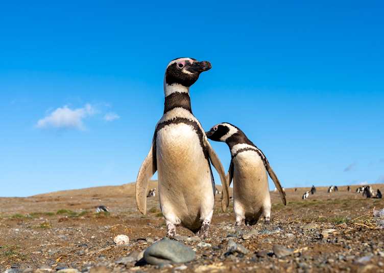 Magellanic penguins on Magdalena Island, Punta Arenas