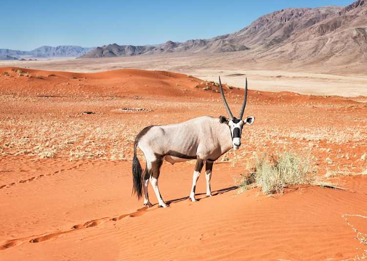 Namibian gemsbok, NamibRand Nature Reserve