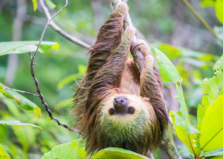 Sloth in Bocas del Toro