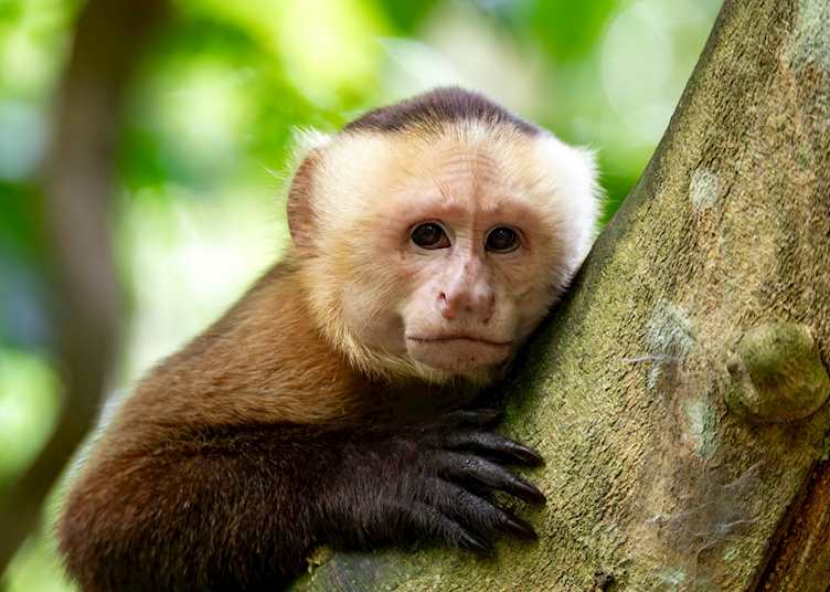 White-fronted capuchin, Tayrona National Park