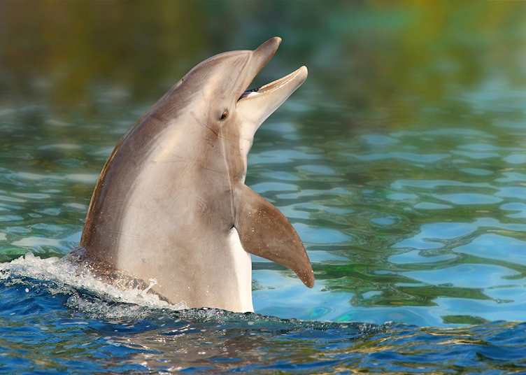 Friendly dolphin off the coast of Mauritius 