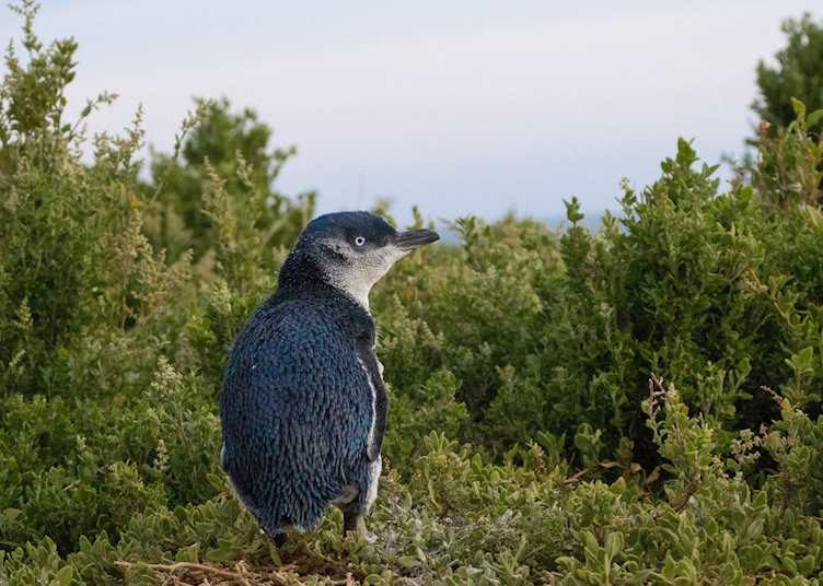 Fairy penguin on Phillip Island