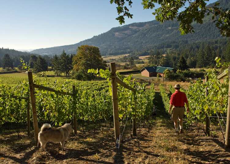Vineyards on Salt Spring Island, British Columbia