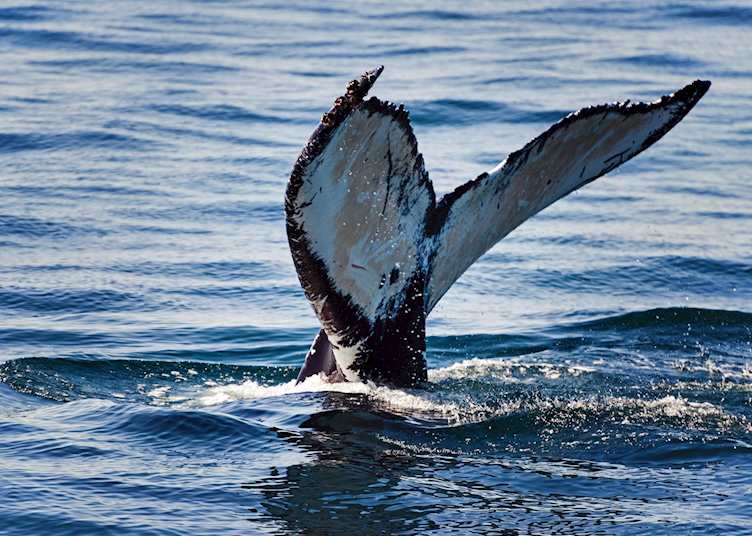 Humpback whale, Bay of Fundy