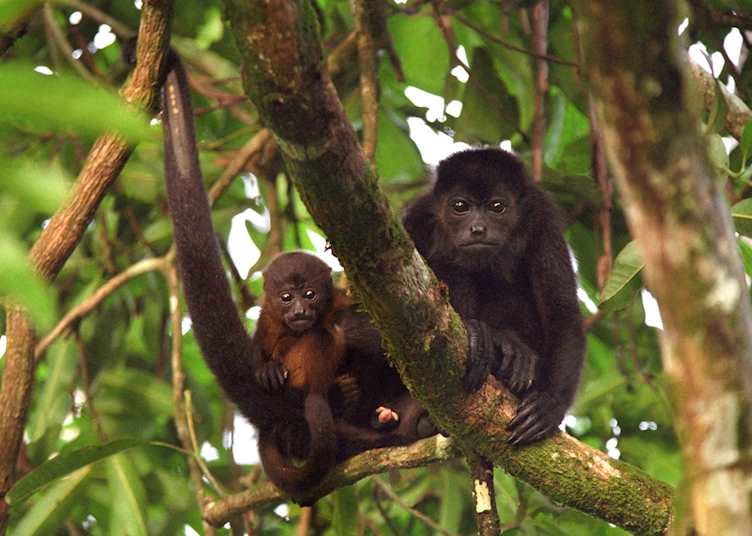 Howler monkeys, Tortuguero National Park