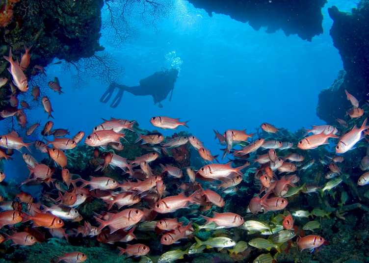 Diving from Fort Young Hotel