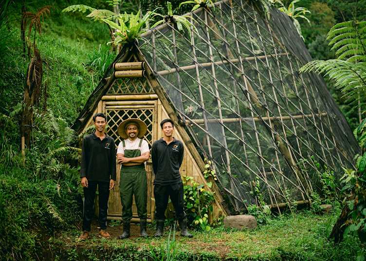 Lighting up the sky - a firefly experience 