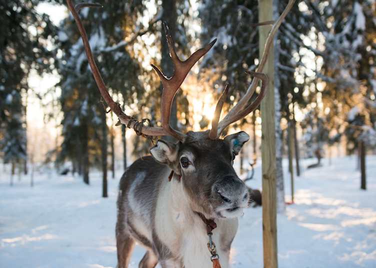 Reindeer safari, Finnish Lapland (credit: Safartica Oy)