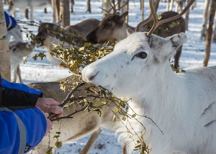 Reindeer safari, Finnish Lapland (credit: Safartica Oy)