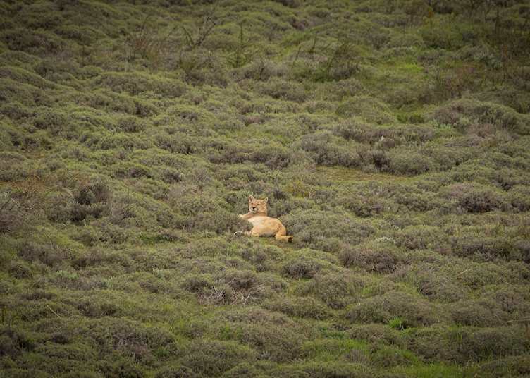 Puma, Explora Patagonia National Park