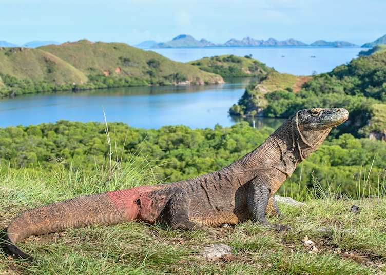 Komodo dragon, Komodo Island