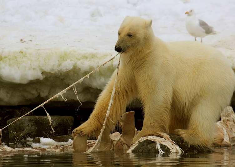 A bear tucking in to a washed up whale