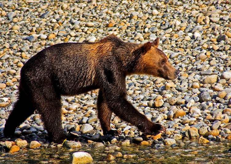 Young grizzly bear, Great Bear Rainforest