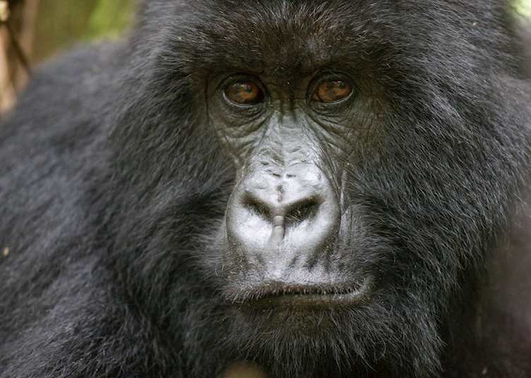 Mountain gorilla, Volcanoes National Park