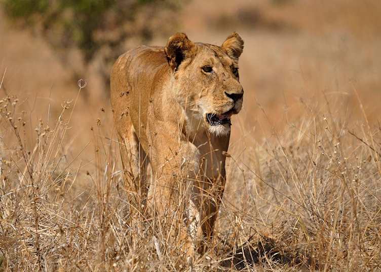 Lion in the Ruaha National Park