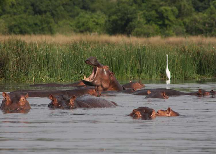 Hippos in Murchison Falls National Park