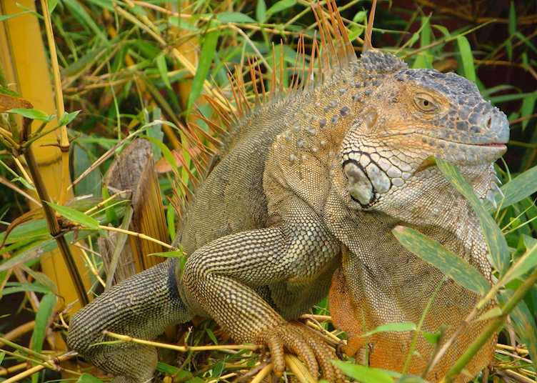 Iguana, Caño Negro, Costa Rica