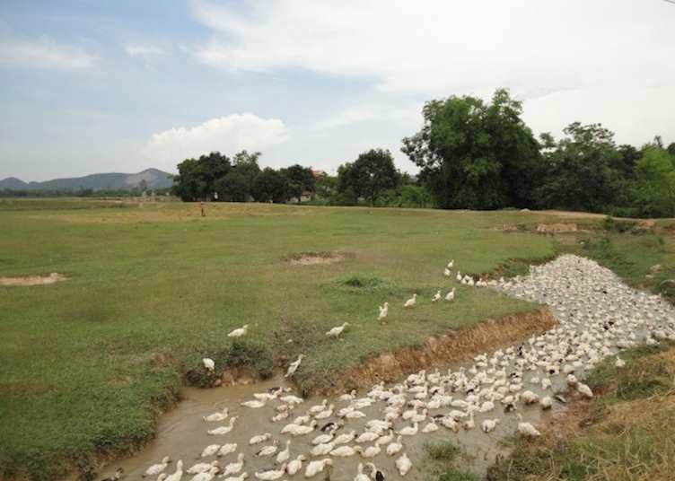 Local wildlife, Ninh Binh, Vietnam