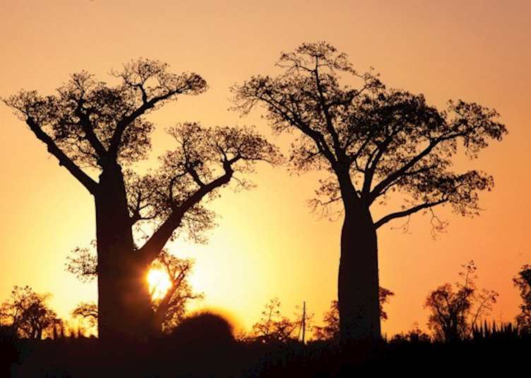 Ifotaka Community Forest, Madagascar